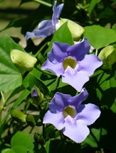 Blue Sky Vine, Blue Trumpet Vine, Blue Sky Thunbergia, Thunbergia grandiflora